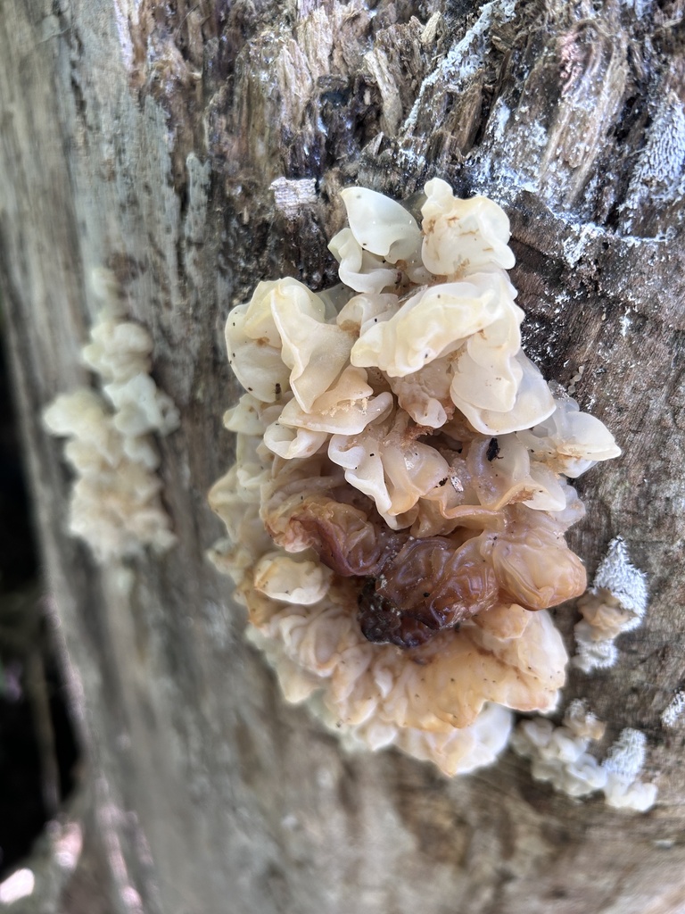 white jelly fungus · August 2026 · photo: Photo: (c) Bonnie Semmling, some rights reserved (CC BY) · iNaturalist