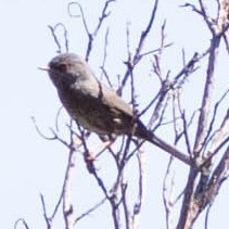 Western Subalpine Warbler, WP92+XP, 20000 Ajaccio, Frankreich, photo 8 of 10