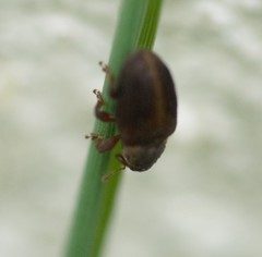 Lignyodes enucleator