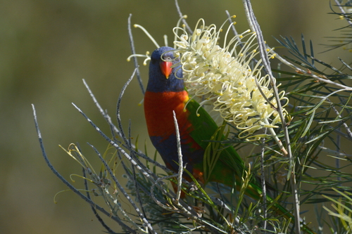 Rainbow Lorikeet