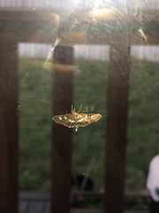 Desmia funeralis