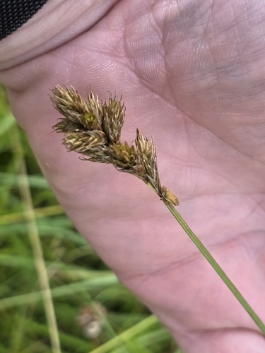 Carex leporina, photograph 5