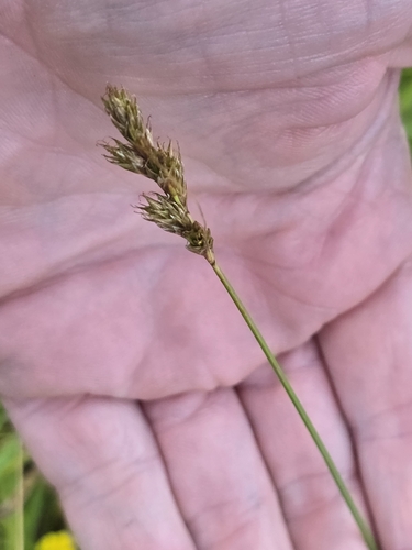 Carex leporina, photograph 6