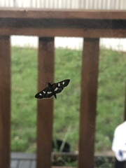 Desmia funeralis