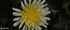 Taraxacum mongolicum