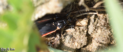 Ectrychotes andreae