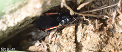 Ectrychotes andreae