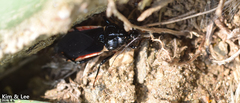 Ectrychotes andreae