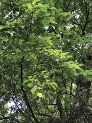 Magnoliopsida