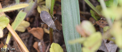 Hygia lativentris