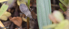 Hygia lativentris