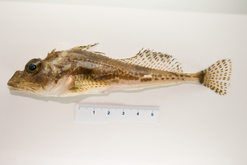 Spatulate sculpin (Icelus spatula) — Cottidae — 5