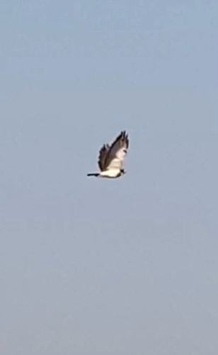 Swainson's Hawk