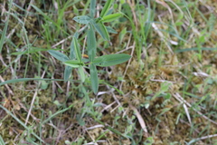 Trifolium rubens