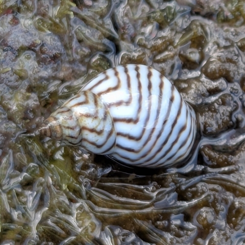 Littorina ziczac, 2026-08-07