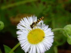 Syrphini