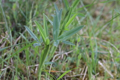 Trifolium rubens