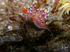 Nudibranch (Flabellina)