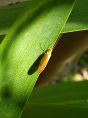Insecta