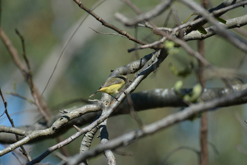 Buff-rumped Thornbill