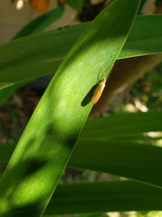 Insecta