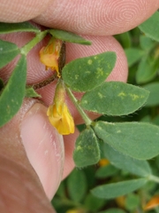 Acmispon wrangelianus