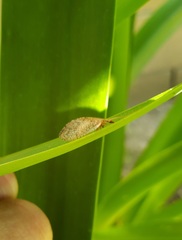 Insecta
