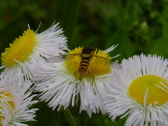 Syrphini