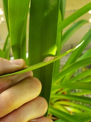 Insecta