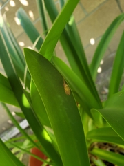 Insecta