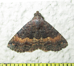 Eublemma nigrivitta