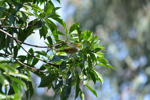 Silvereye