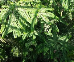 Anthostema