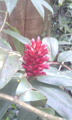 Hellenia lacera