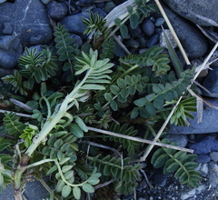 Astragalus schelichowii