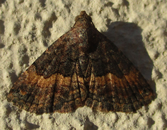 Eublemma nigrivitta