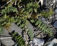 Astragalus schelichowii
