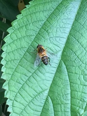 Helophilus eristaloidea