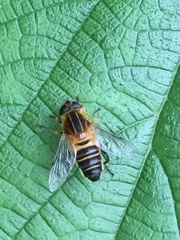 Helophilus eristaloidea