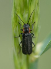 Cantharis pulicaria
