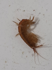 Gammarus locusta