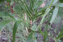 Cordyline manners-suttoniae