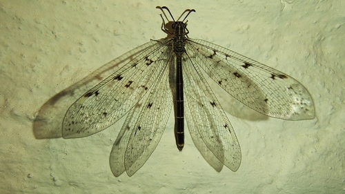 Spotted-wing antlion