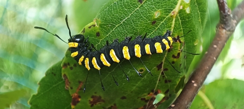 Alder Moth