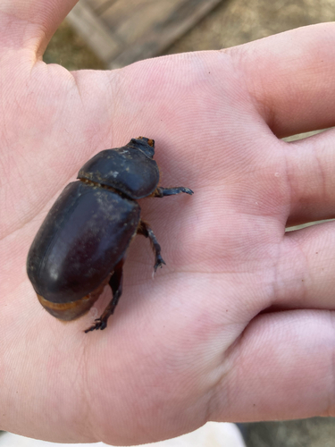 Iberian rhinoceros beetle