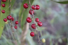 Cordyline manners-suttoniae