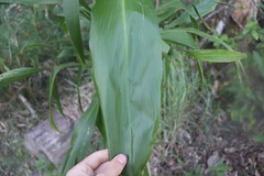 Cordyline manners-suttoniae