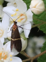 Nemophora aurifera