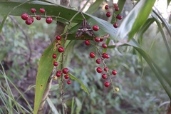 Cordyline manners-suttoniae
