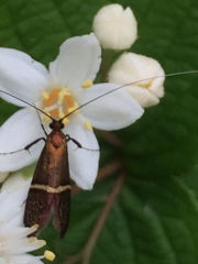 Nemophora aurifera
